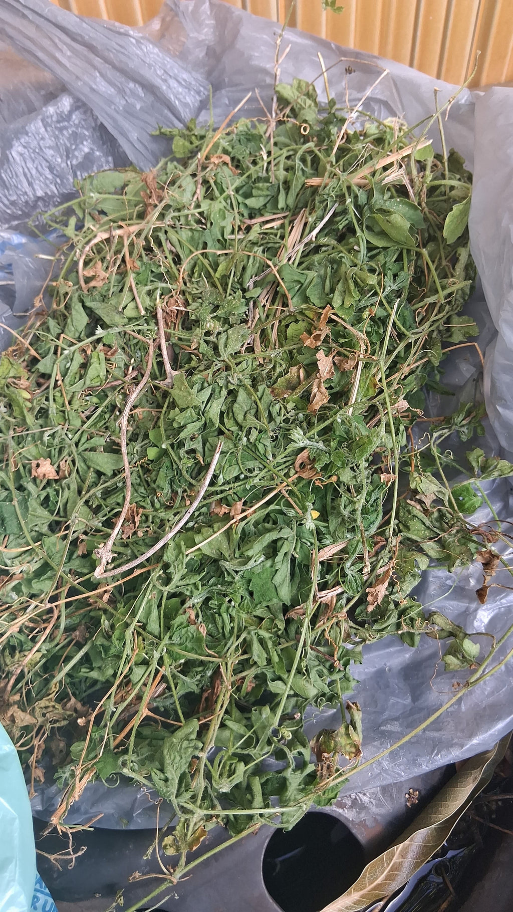 Asosi / Cerasee Leaves – Traditional Haitian Bitter Herbal Tea | Termila Naturals