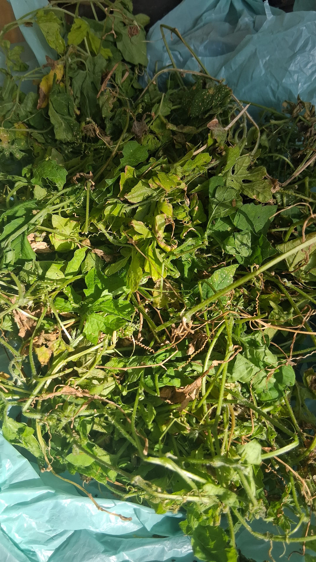 Asosi / Cerasee Leaves – Traditional Haitian Bitter Herbal Tea | Termila Naturals